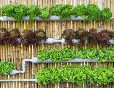 sustainable garden