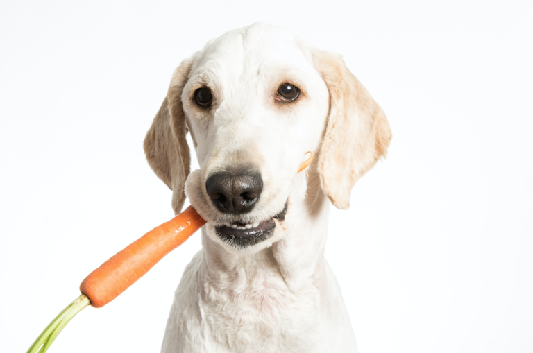 Reap the Benefits of Carrots for Humans and Dogs!