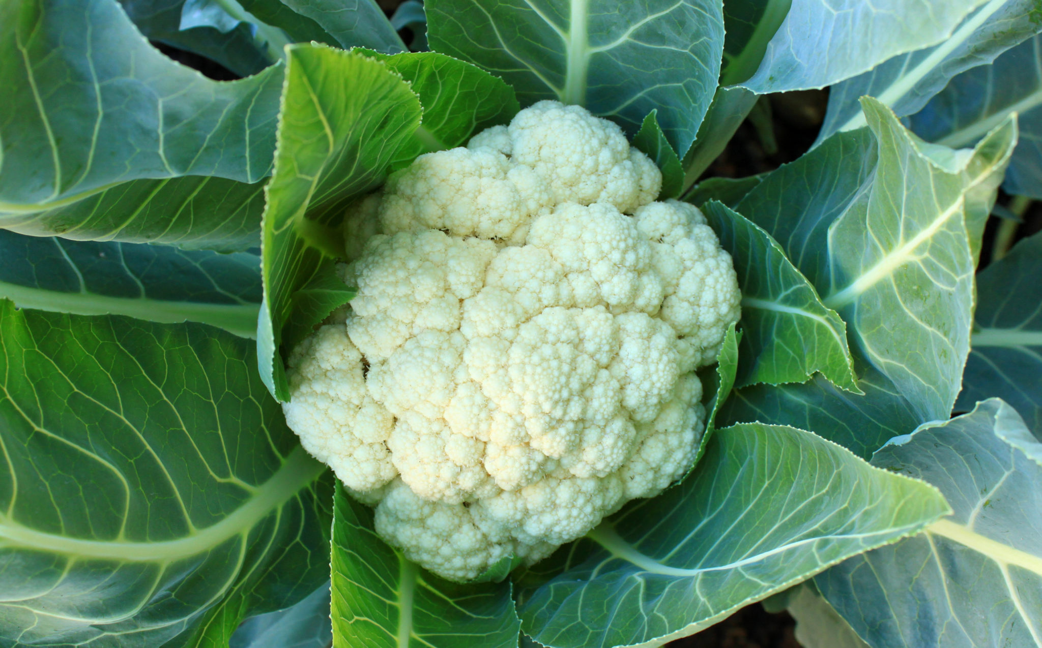 Stop and Smell the Cauliflower Wellness360 Magazine
