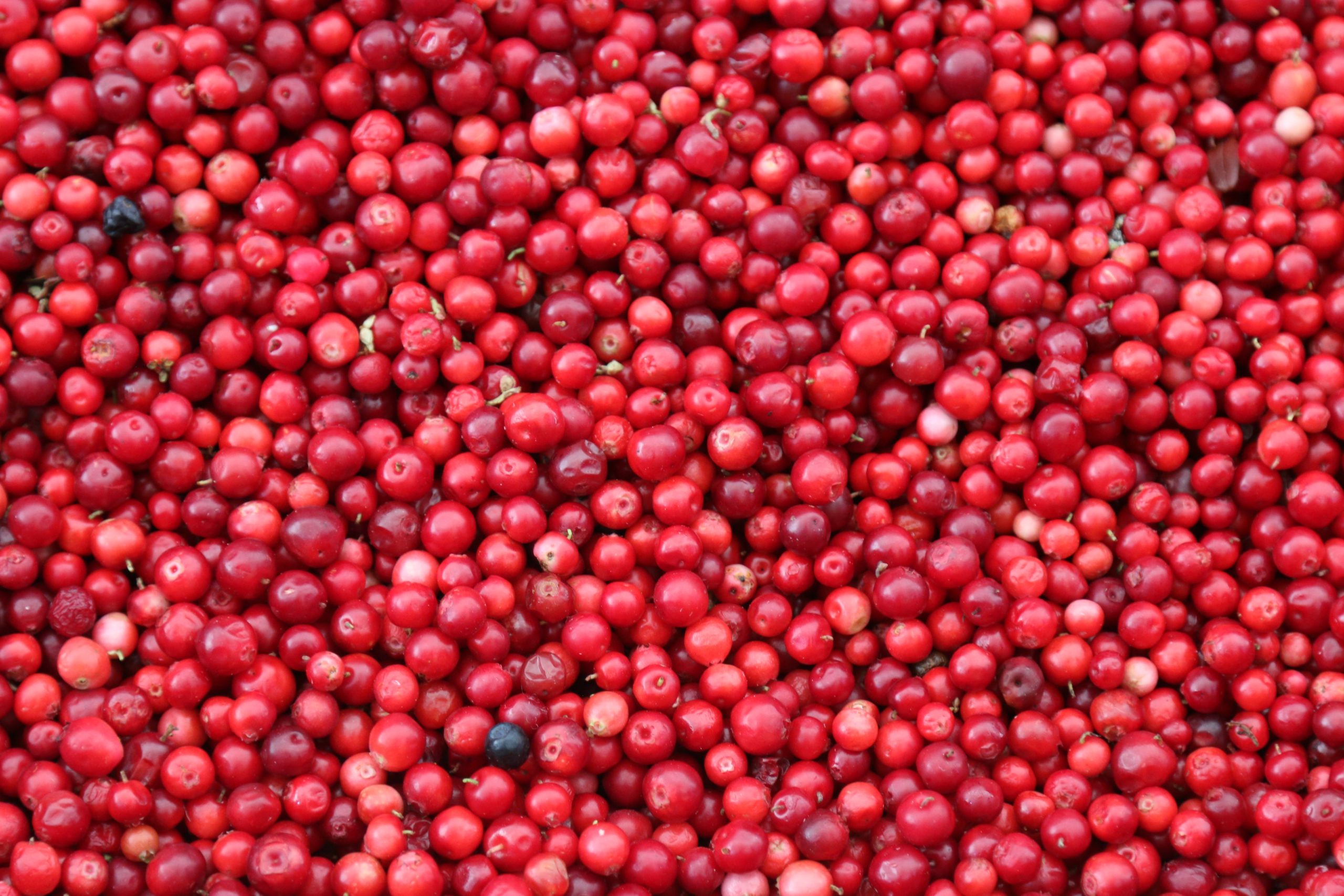 Everything You Want to Know About Cranberry Sauce