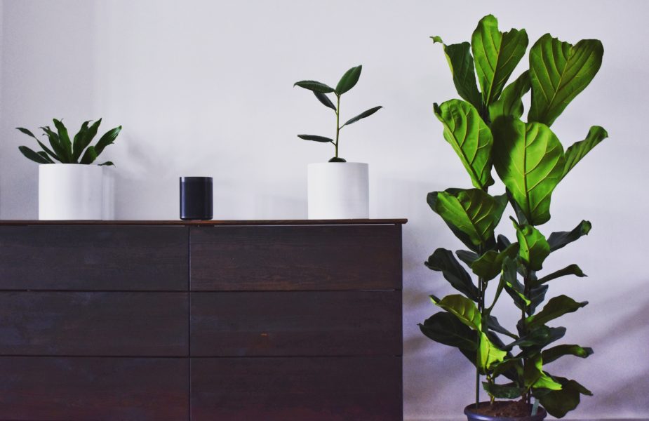 house plants