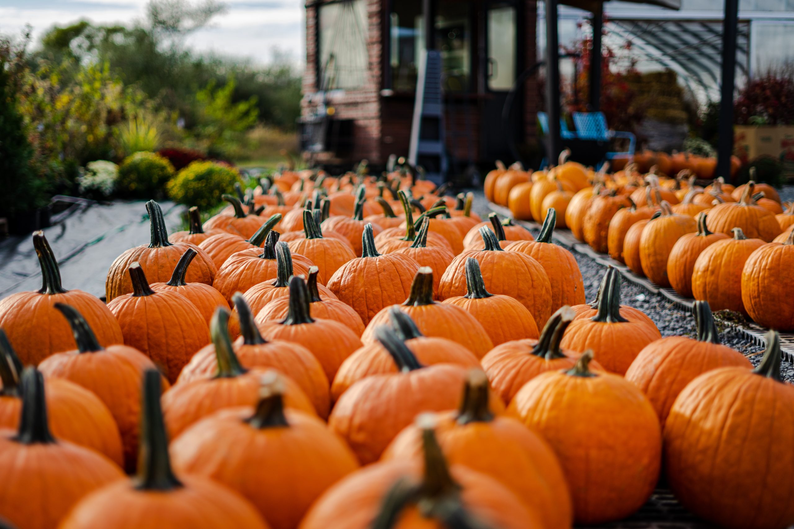 Local Fall Festivities to Check Out This Season! - Wellness360 Magazine