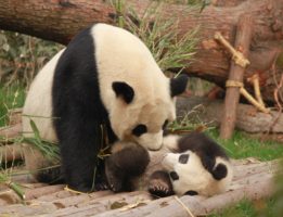 Name a New Baby Panda