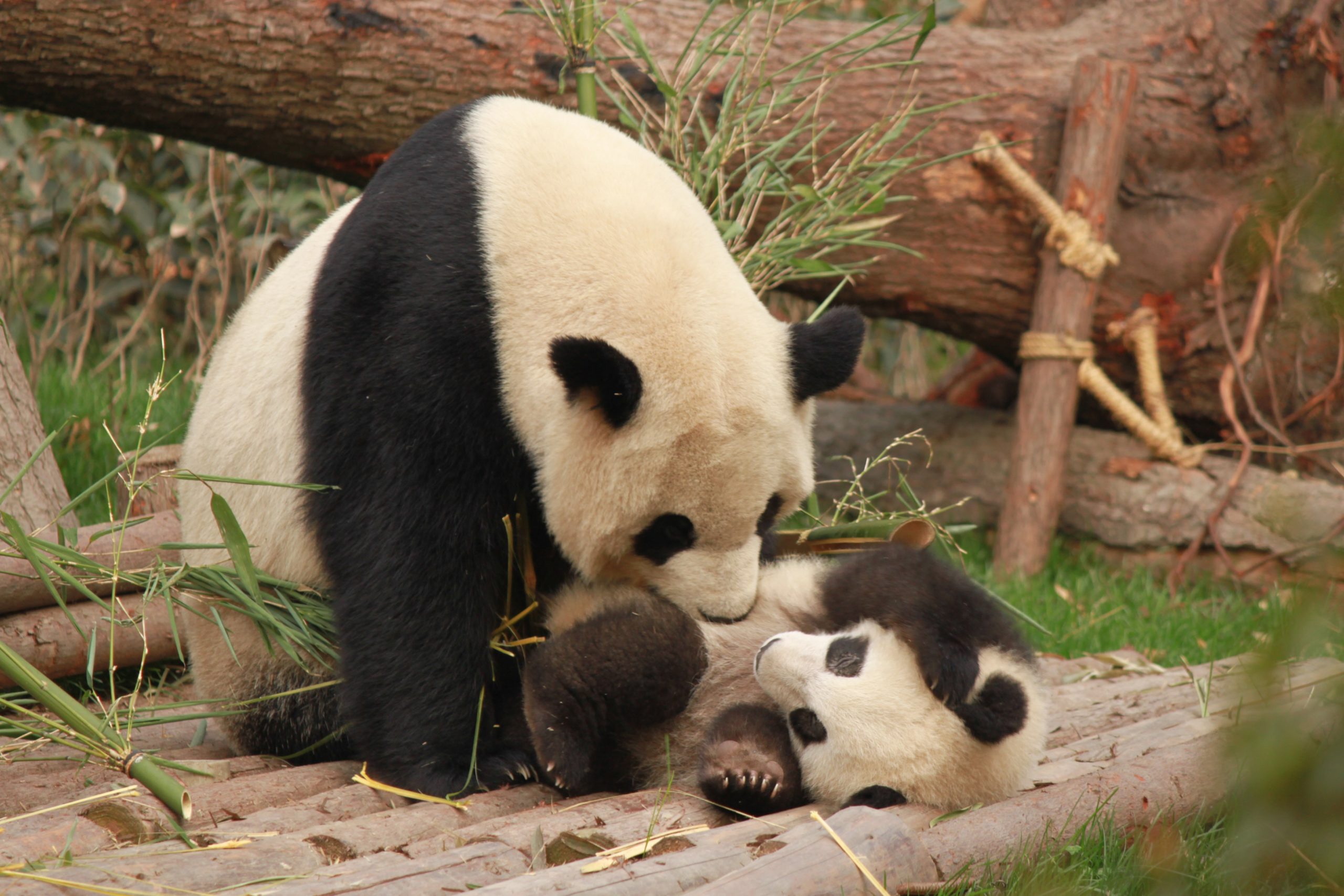 Name a New Baby Panda
