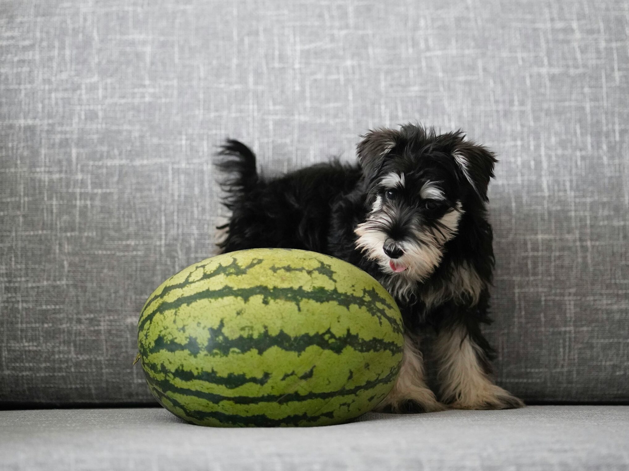Cute puppy on couch next to a big watermelon