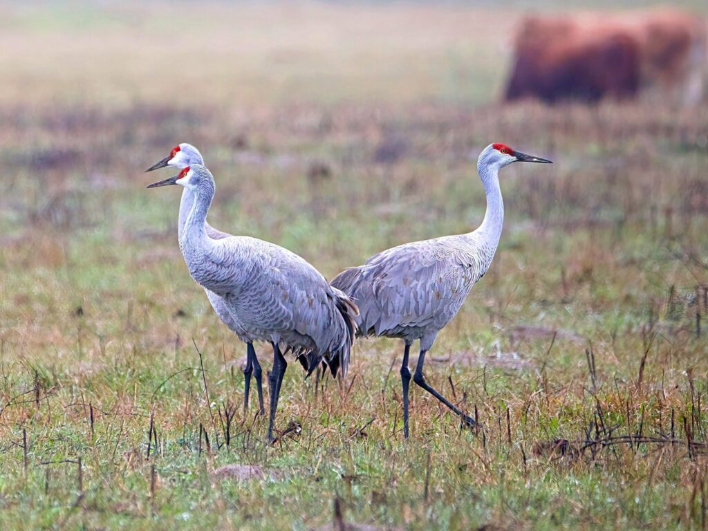 Sandhill cranes standing in field