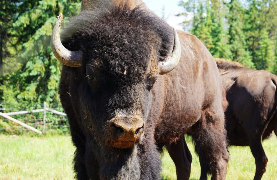 Close up of wild bison