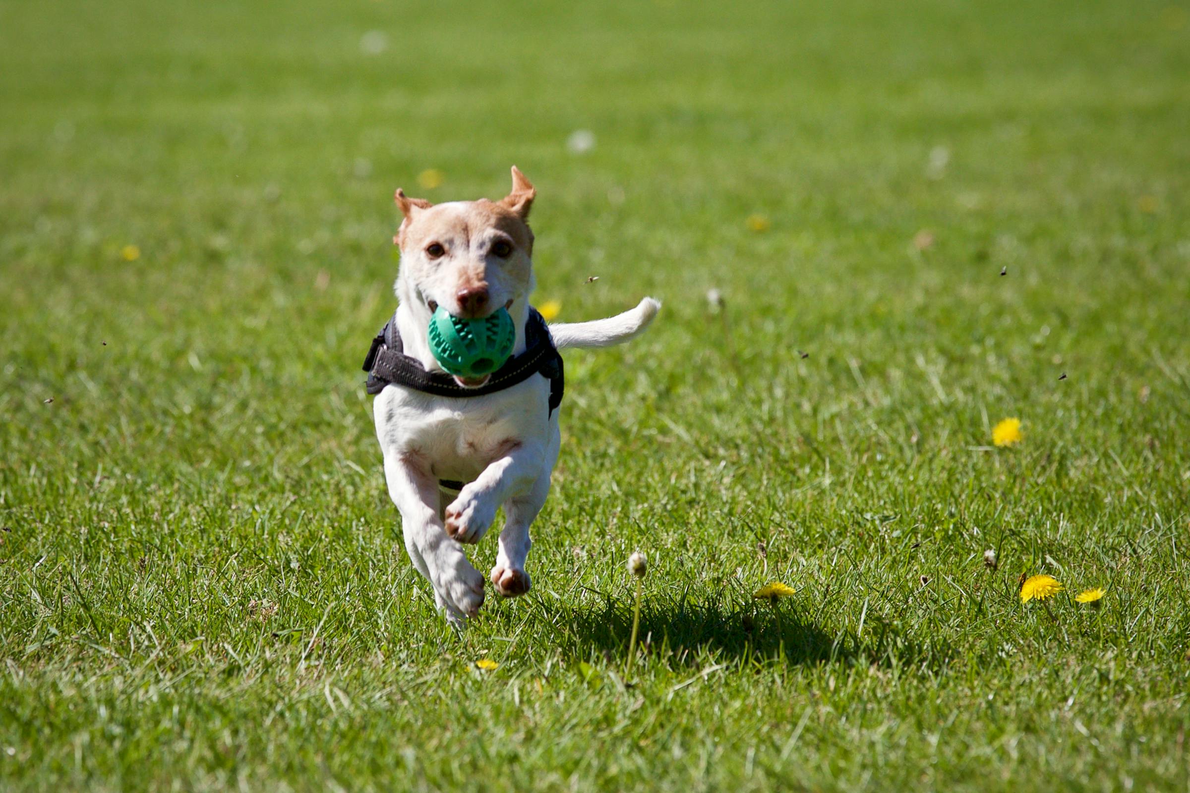 Dog running in grass with a ball in his mouth