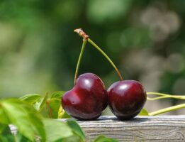 Two cherries sitting on wood