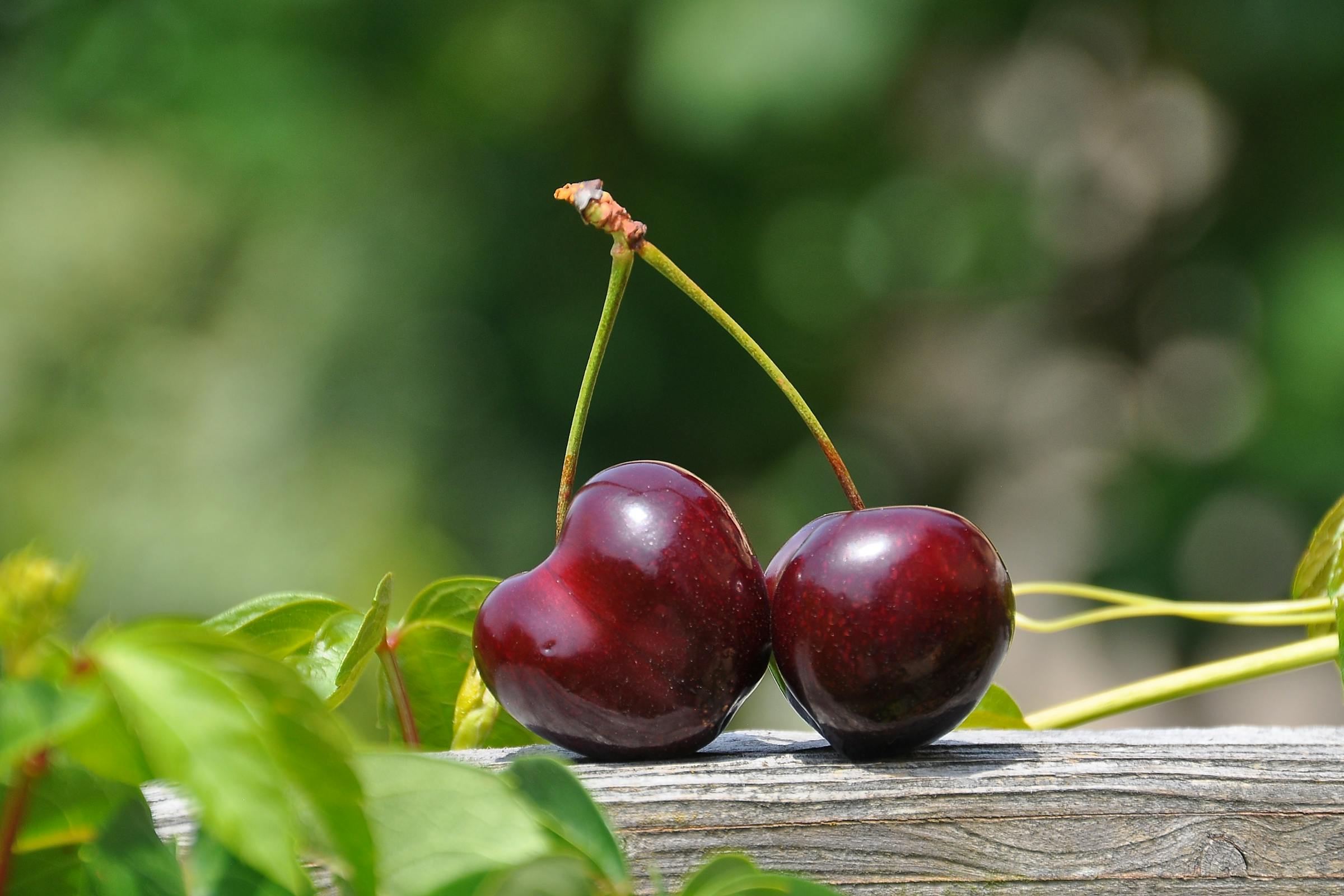 Two cherries sitting on wood