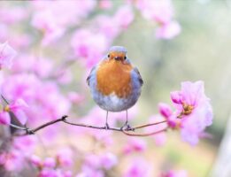 Cute little bird sitting on small branch of tree with flowers