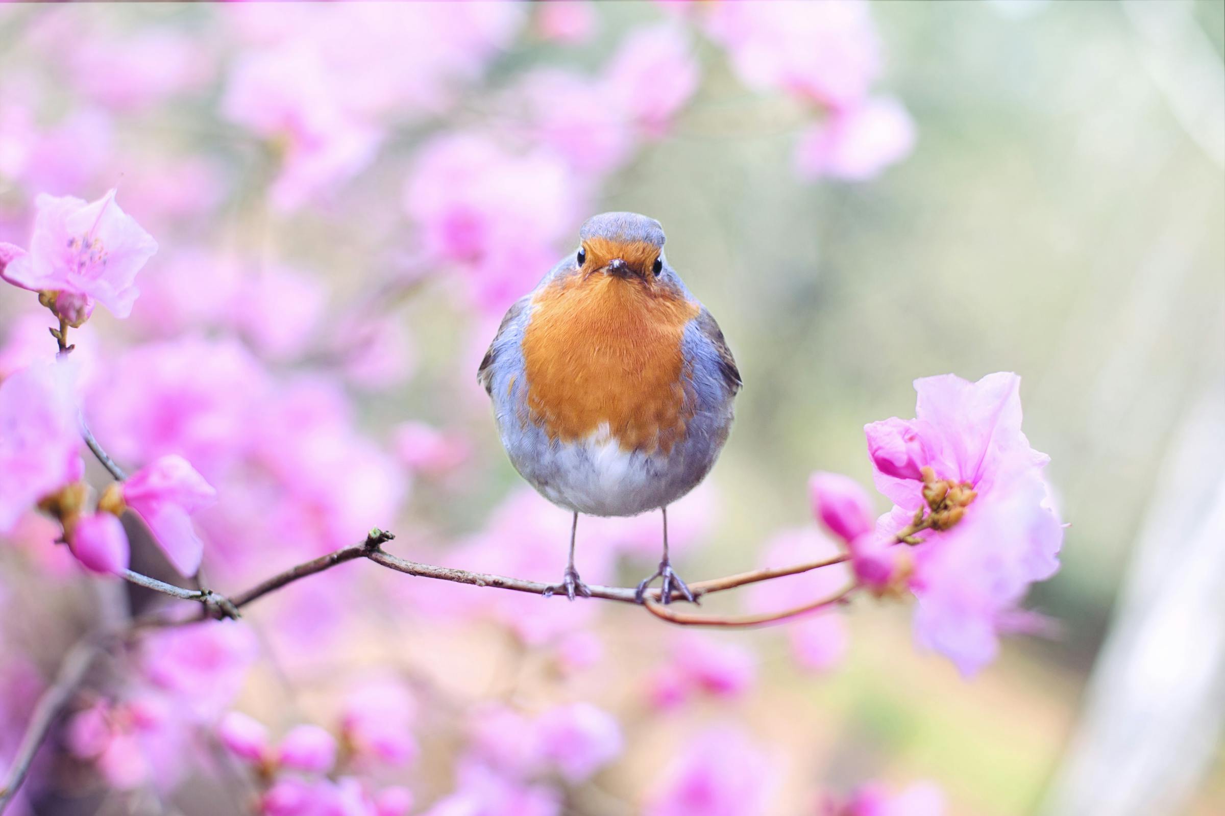 Cute little bird sitting on small branch of tree with flowers