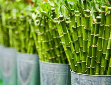 Bamboo stalks in pails