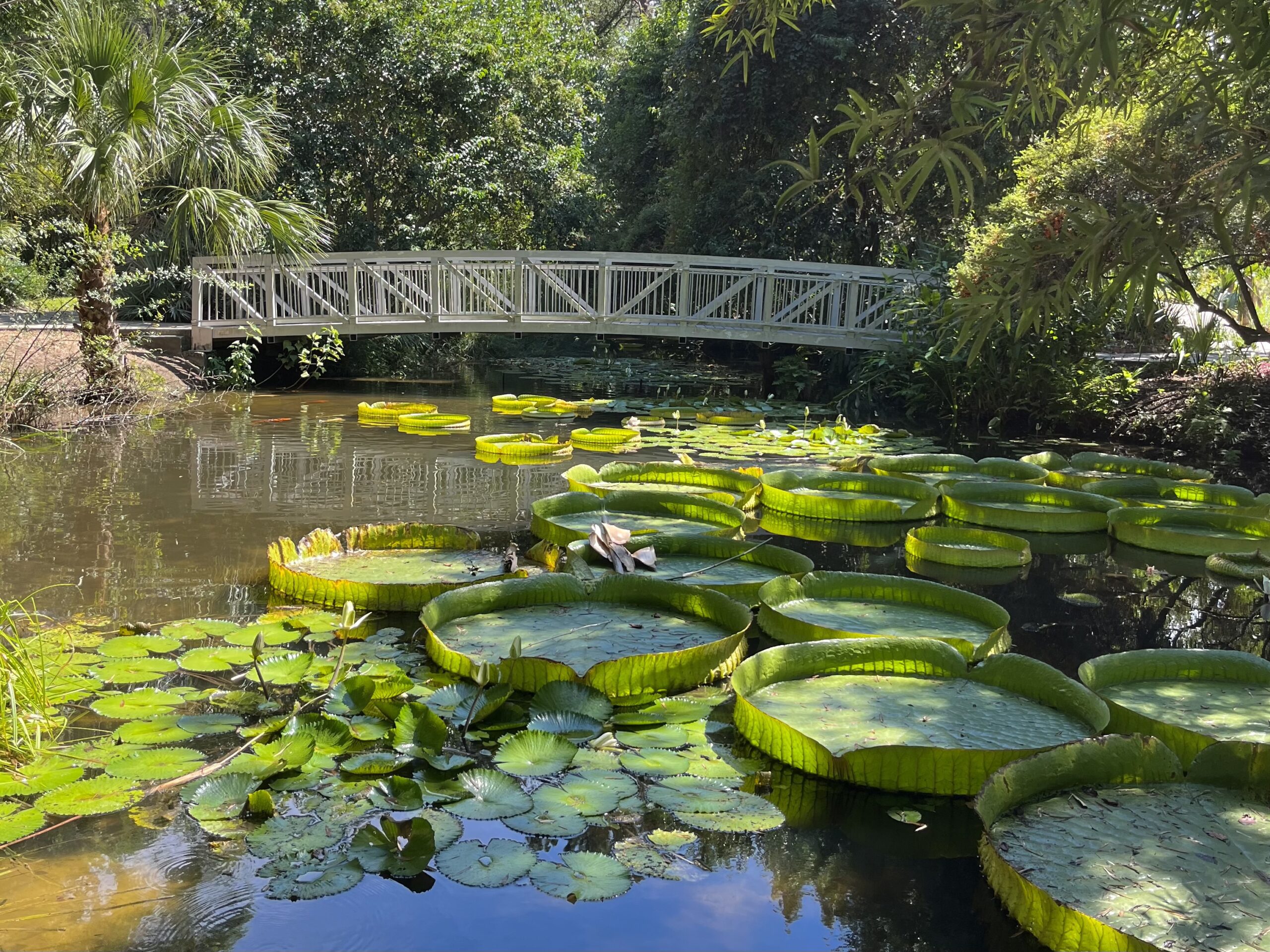 Image of Kanapaha Botanical Gardens