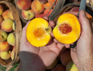 Person holding peach cut in half
