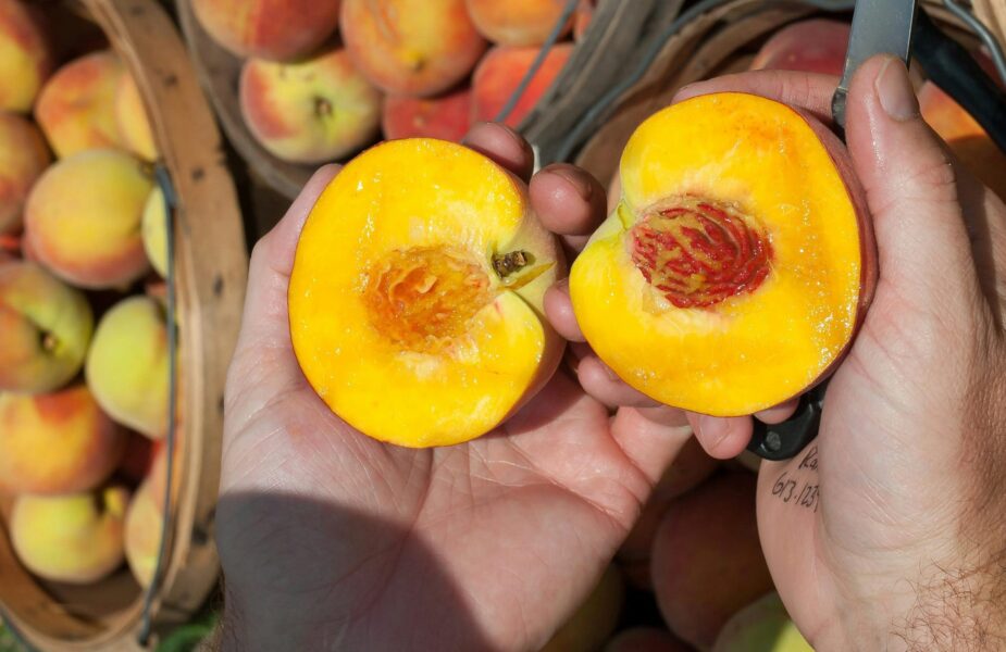 Person holding peach cut in half