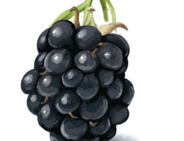 Blackberries