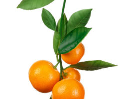 Why Tangerines Are a Big Deal for Your Health