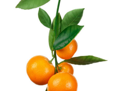 Why Tangerines Are a Big Deal for Your Health